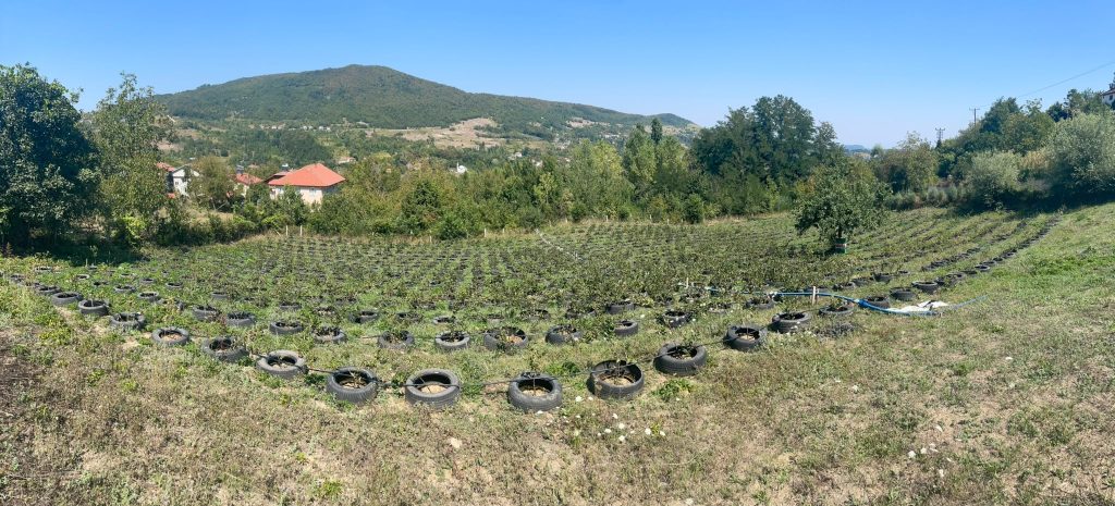 Devrek Ermekoğlu Köyü aronya bahçesi